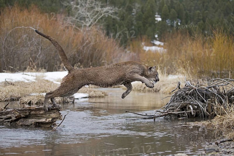 Cougar