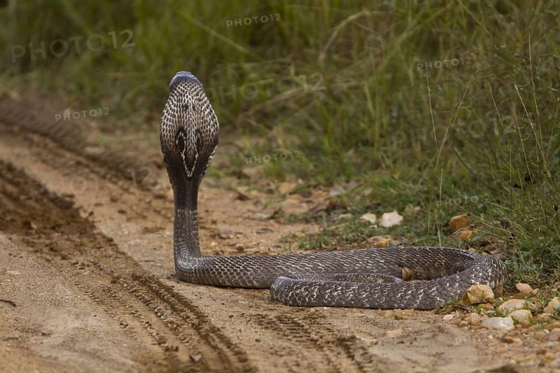 Spectacled snake