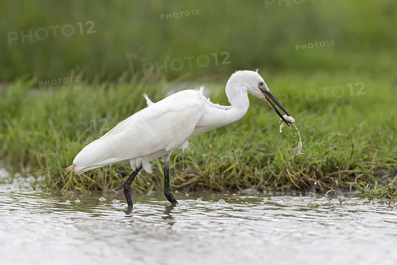 Little egret