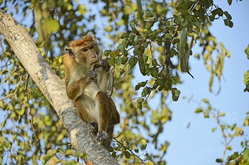 Common Ceylon Hat Monkey