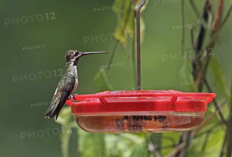 Long-billed Starthroat