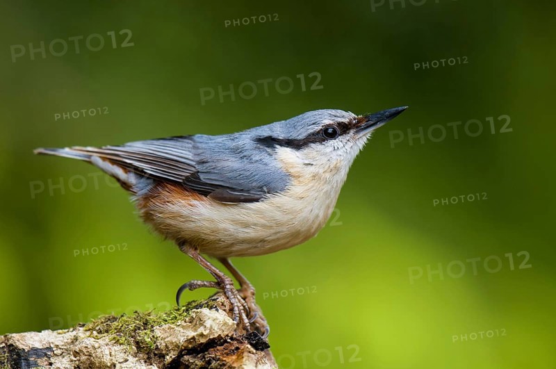 Eurasian nuthatch