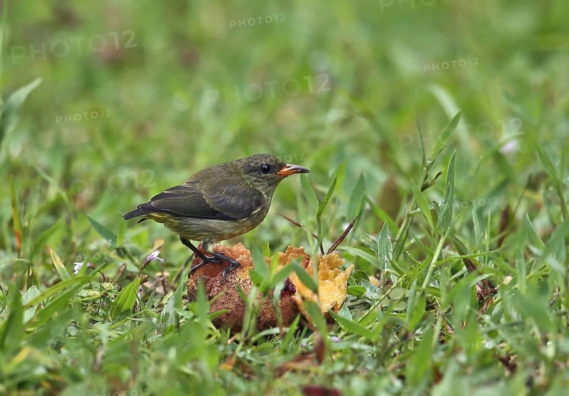 Orange-bellied mistletoe eater