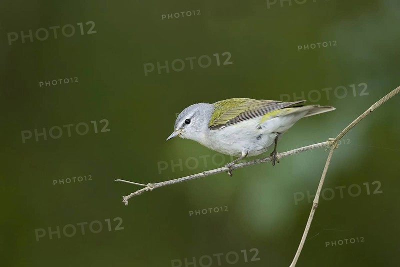 Tennessee Warbler