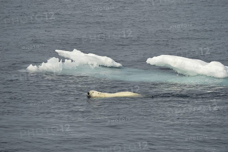 Polar Bear