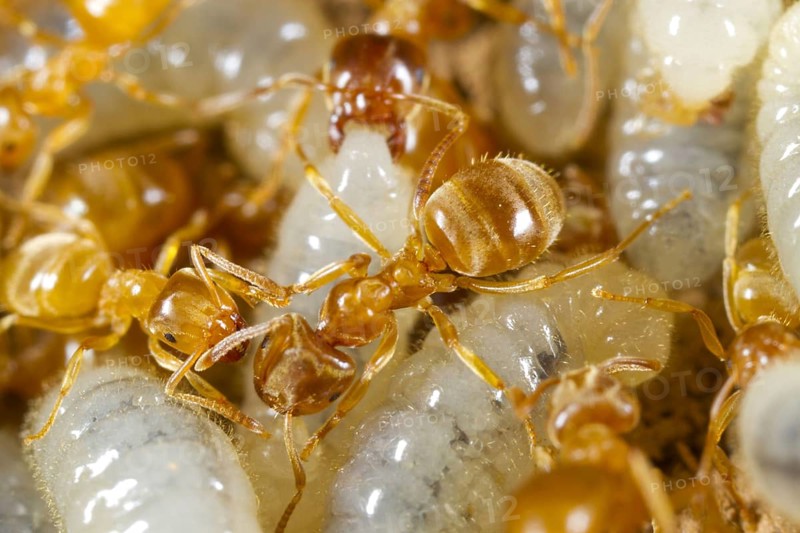 Yellow Meadow Ant
