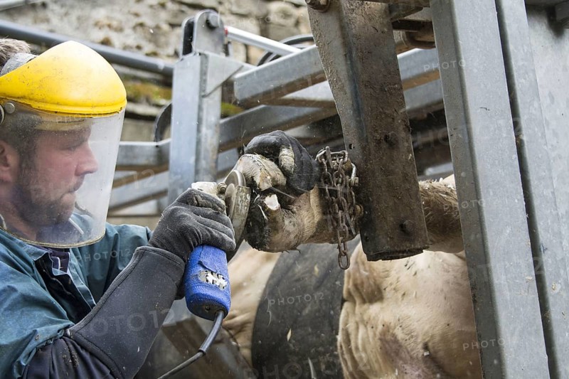 Farmer trimming a cow with its feet up in a rolled over crate. Cumbria