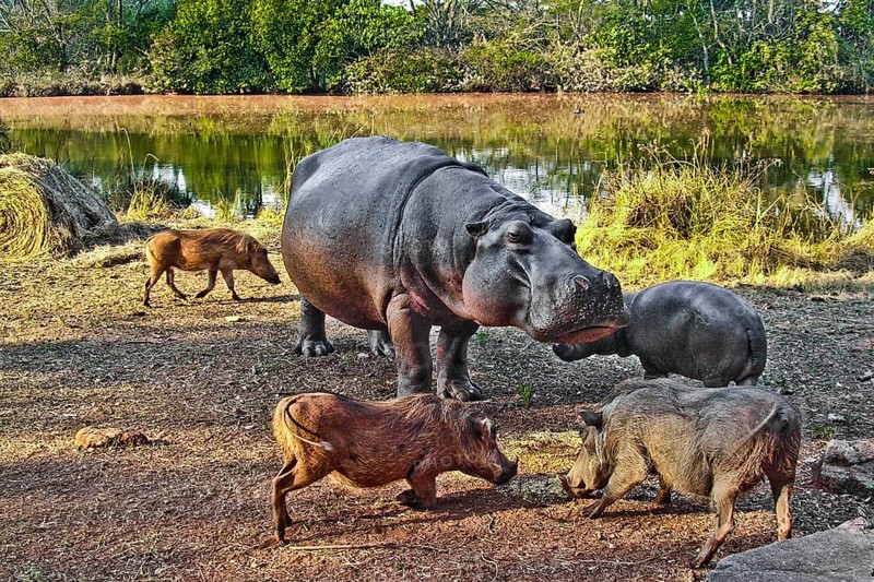 Hippo feeding with warthogs