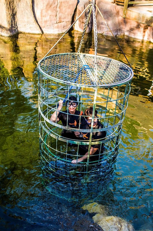 Diving with crocodiles in a steel cage