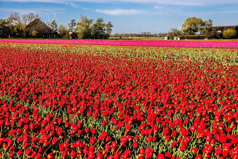 Flowering tulip fields
