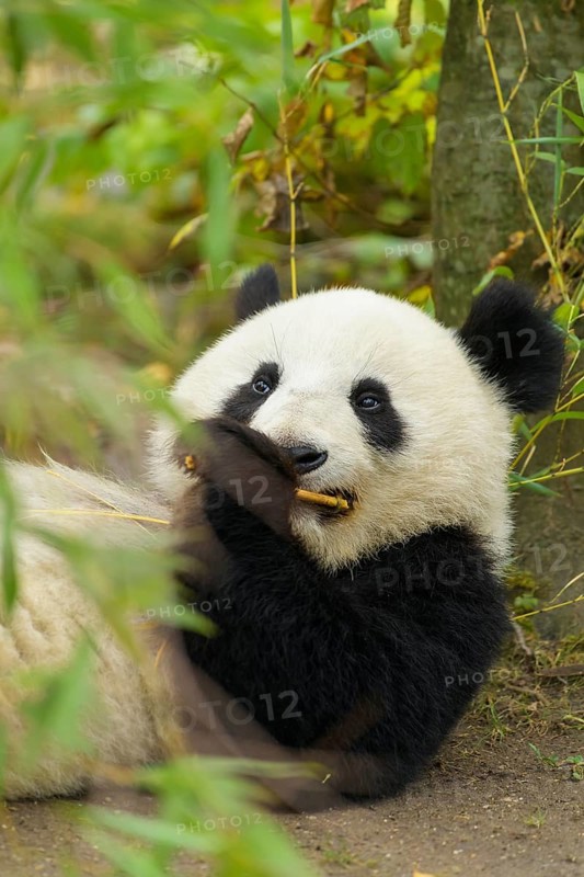 Giant Panda