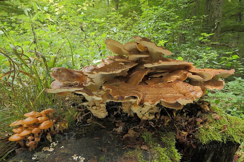 Giant porling