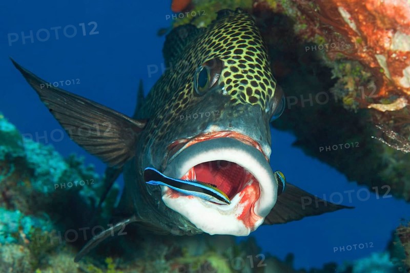 Harlequin sweetlip