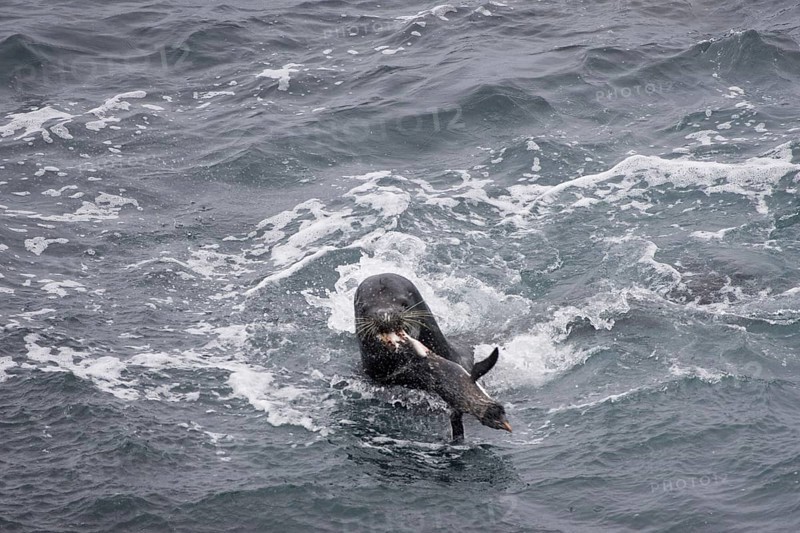 Southern south american sea lion