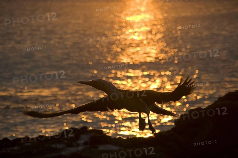 Blue footed booby flying at sun set