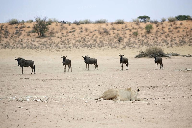 Southern african lion