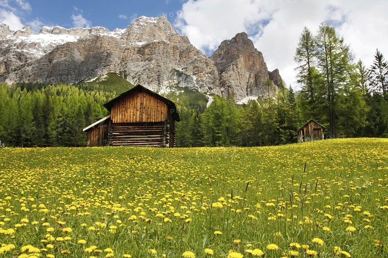 View of mountain huts in a meadow with a mass of flowering dandelions