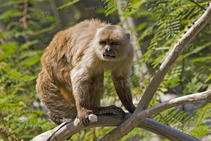 White-fronted capuchin