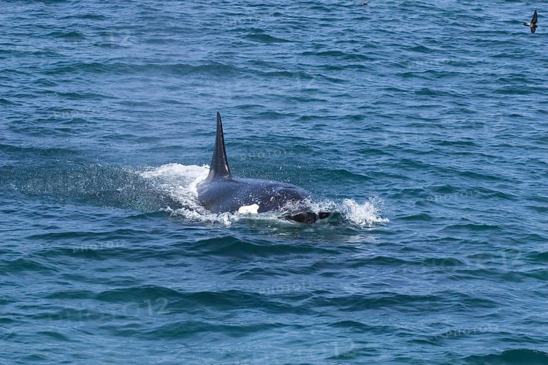 Killer Whale