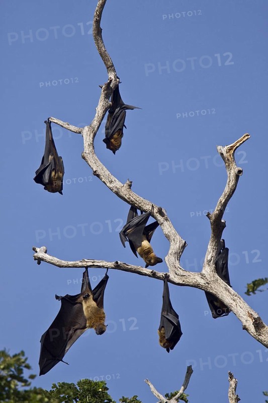 Indian Giant Flying Fox