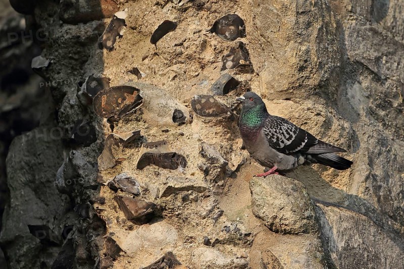 Feral Pigeon