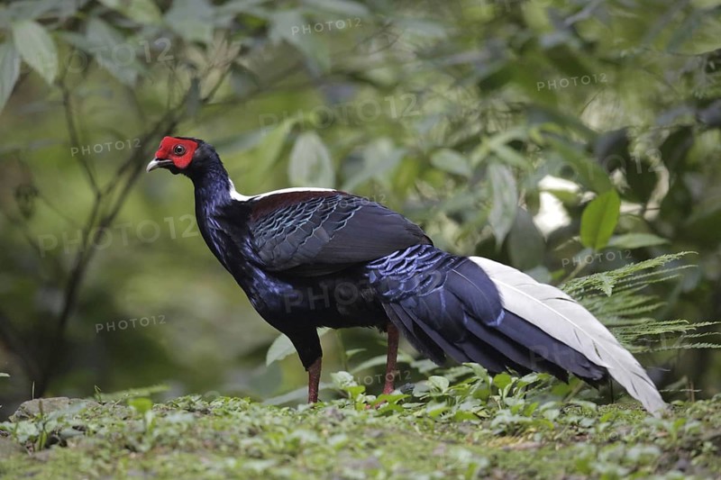 Swinhoe's swinhoe's pheasant