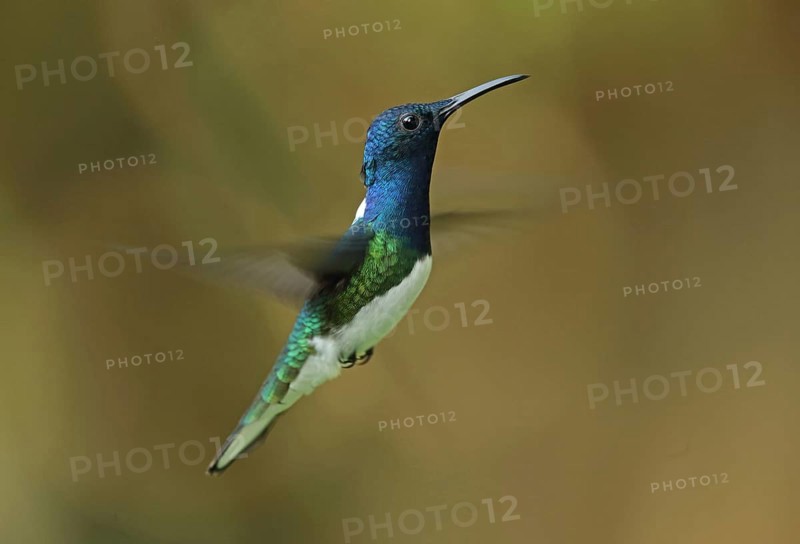 White-necked Jacobin