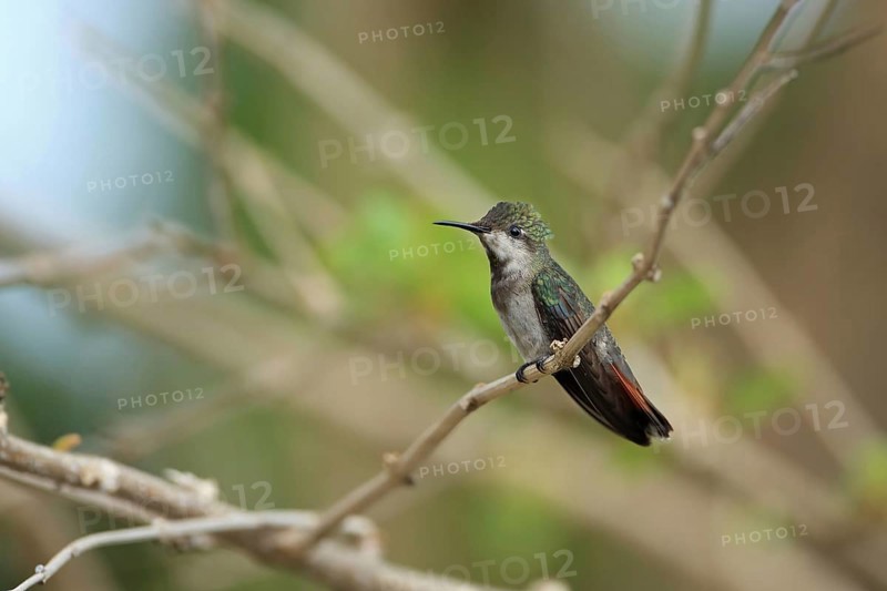Ruby-topaz Hummingbird