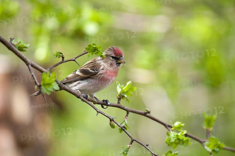 Lesser lesser redpoll