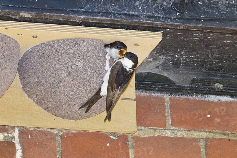 Common House Martin