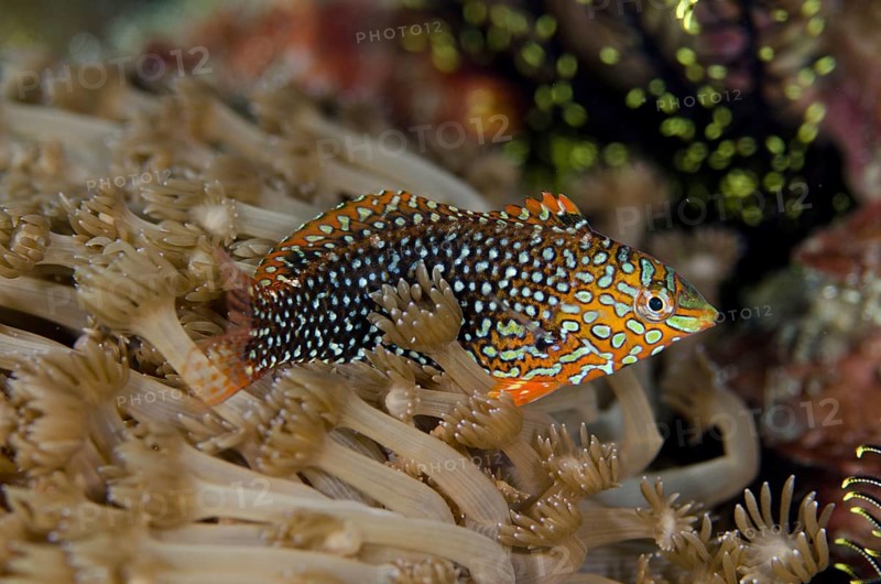 Ornate Wrasse
