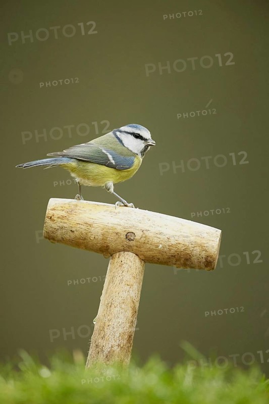 Blue tit