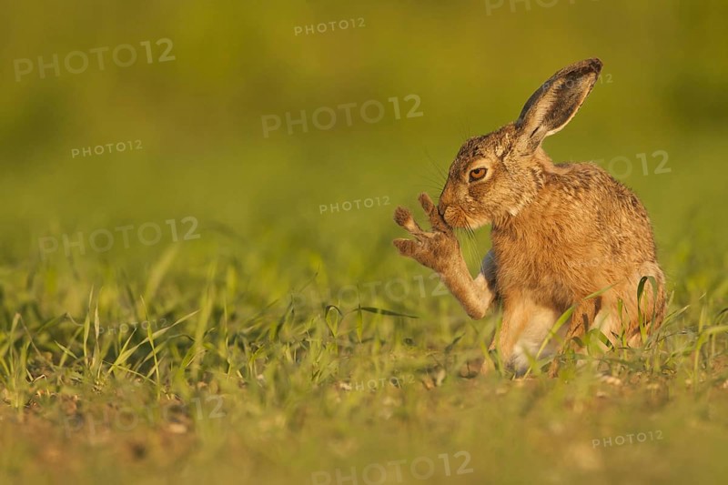 European Hare