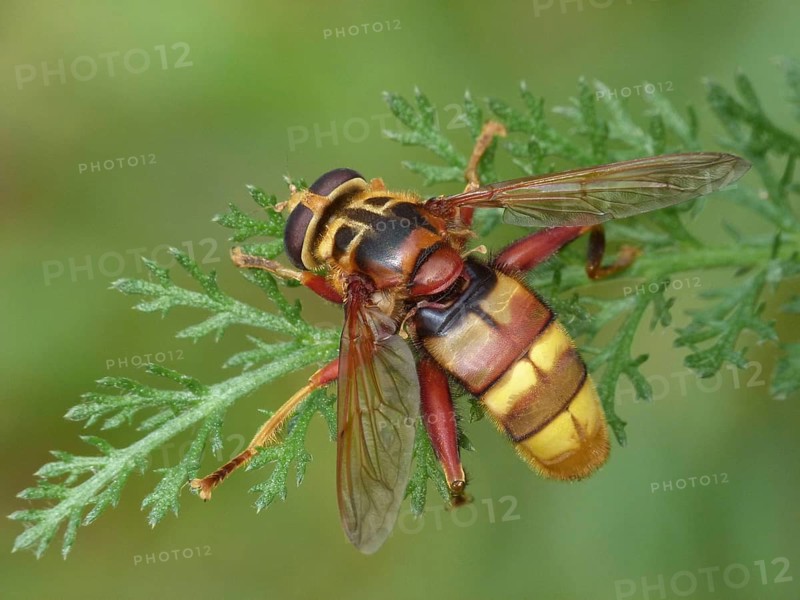 Hornet hoverfly