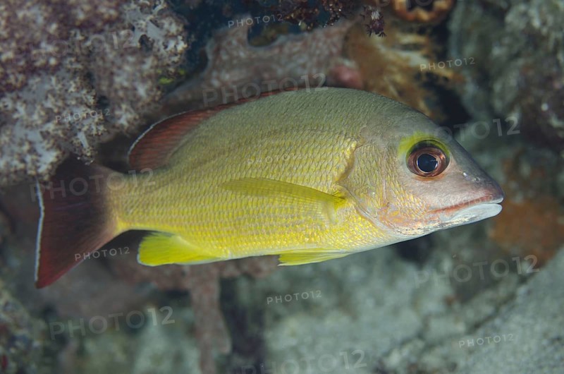 Blacktail snapper
