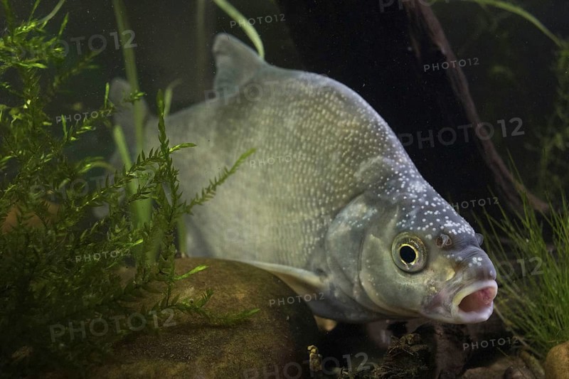 Common Bream