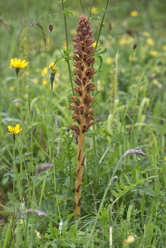 Knapweed broomrape