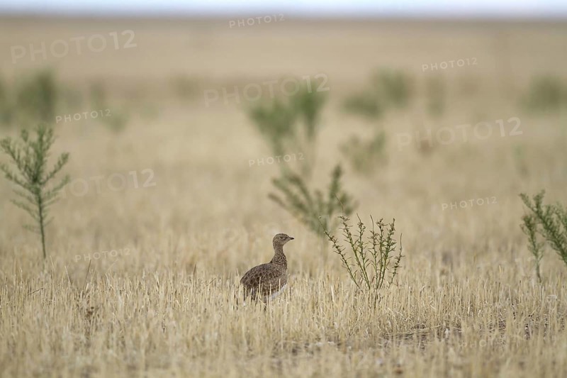 Adult little bustard