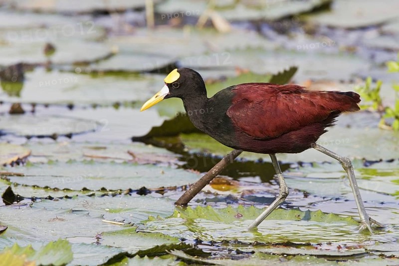 Northern Jacana