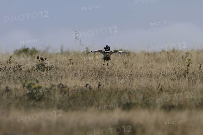 Little Bustard