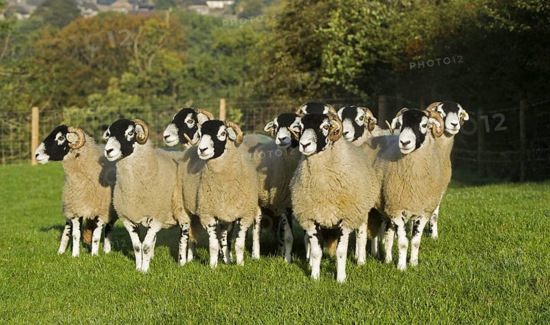Swaledale