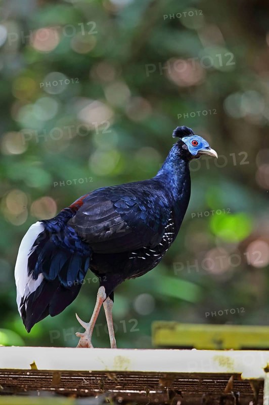 Crested Fireback