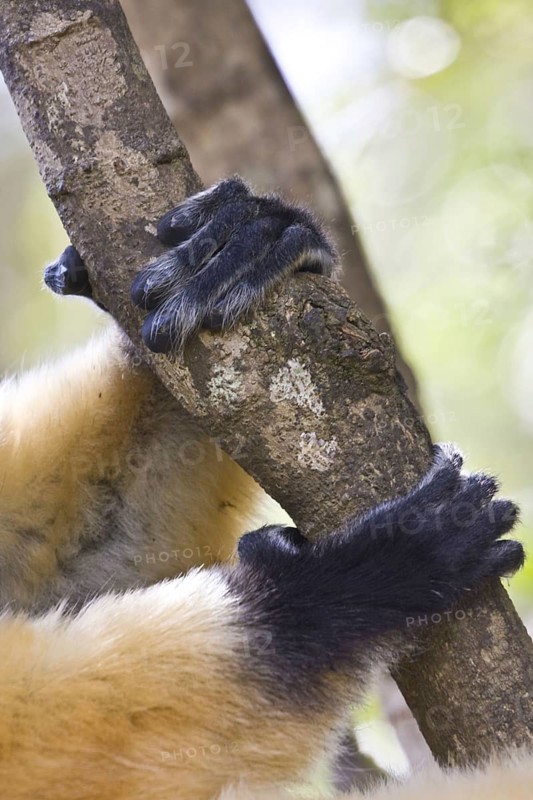 Diademed Sifaka's Hands and Feet