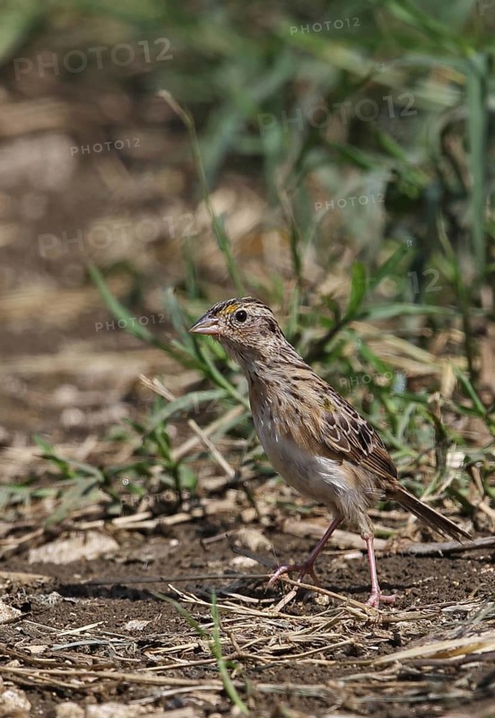 Grasshopper sparrow