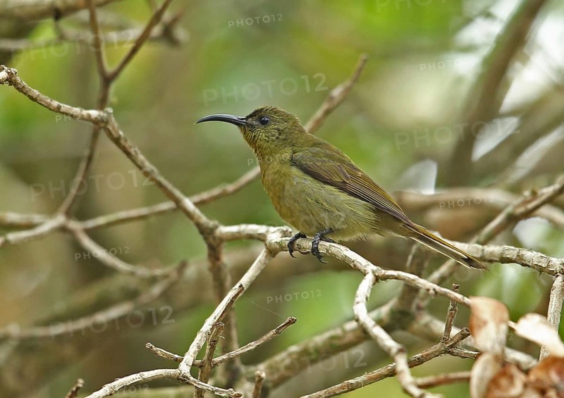 Eastern Olive Sunbird