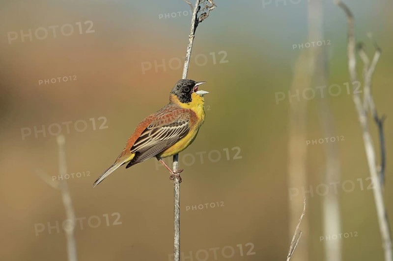 Black-headed bunting