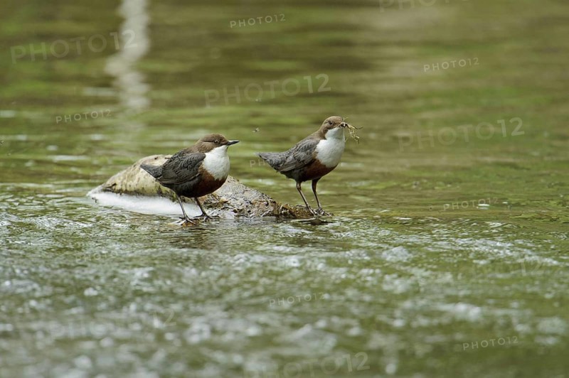 White-throated Dipper