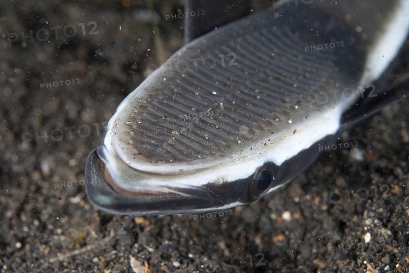 Live sharksucker
