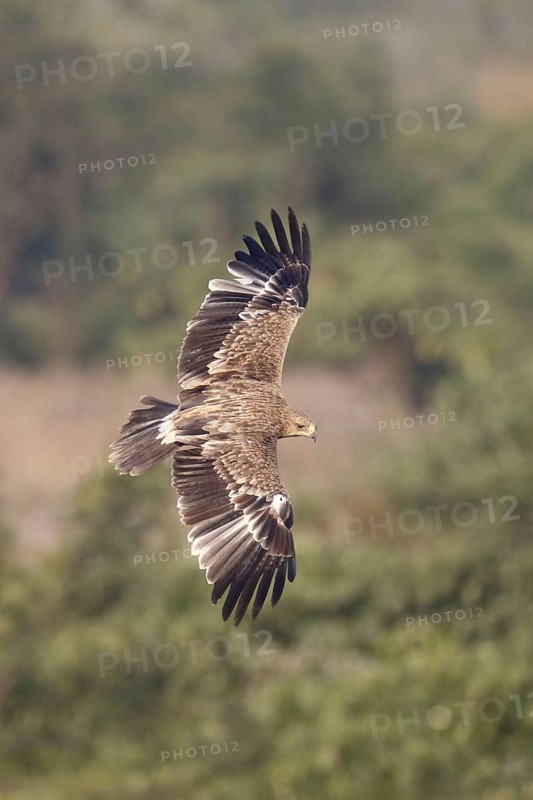 Eastern imperial eagle