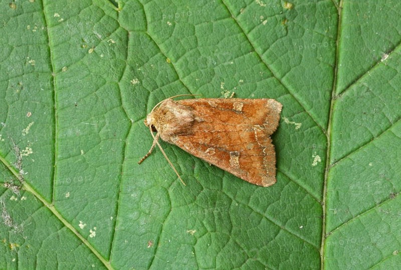 Splendid Brocade